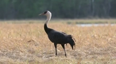 Черно zhuravl